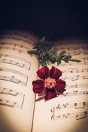 Red flower on old music sheet