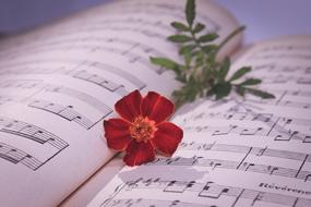 Musical Note and Red Rose