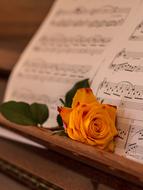 Rose Orange and piano