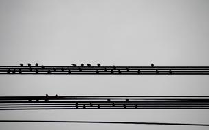 Birds Wires Sitting