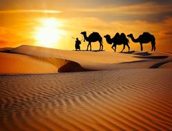 silhouette of Caravan in Desert at sunset