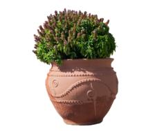 green plant in a round clay pot