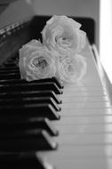 three roses on piano keys in black and white background
