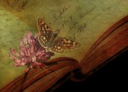 butterfly and flower on an old book