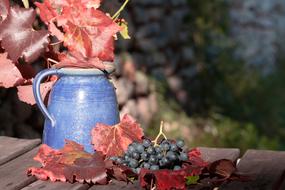 blue jug, Grapes and red Leaves on table outdoor