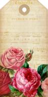 music sheet feminine drawing