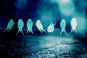 seven Birds on line, drawing