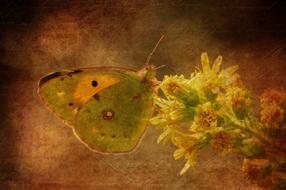 background with delicate butterfly
