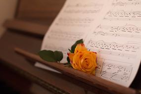 yellow rose on the piano