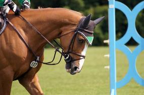 Chio Aachen Equestrian horse