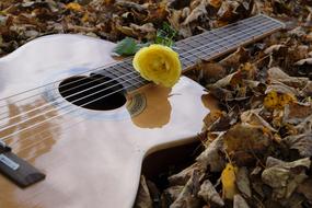 Guitar Instrument and rose on autumn leaves close up