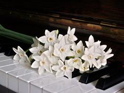 a bouquet of white flowers lies on the piano keys