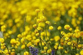 yellow Park Beauty Plant