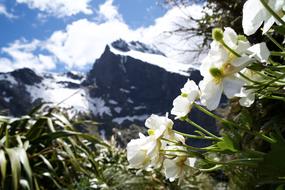 nice Nature Flowers