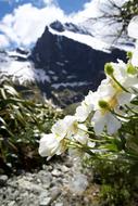 delightful Nature Flowers white