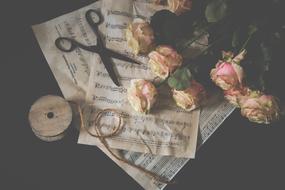 Beautiful and colorful still life with white and pink roses with green leaves, scissors and thread on the music sheets