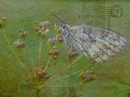 texture background butterfly drawing