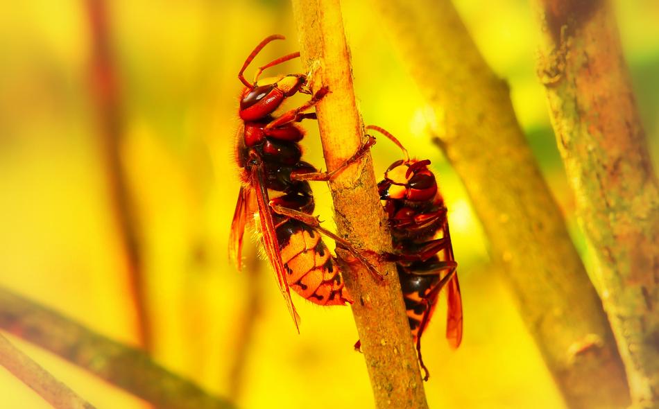 insects on a twig in yellow background