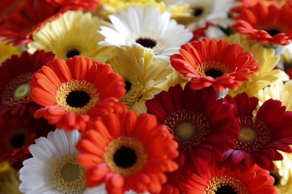 Flowers gerbera Belgian
