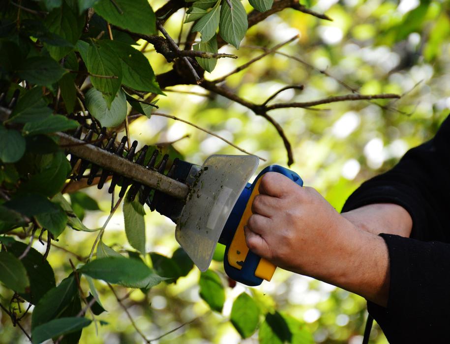 Bush Cut Garden