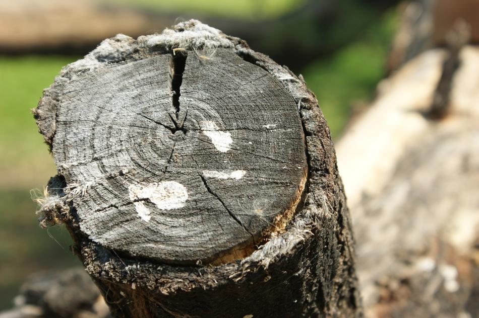 tree stump for firewood close-up on blurred background