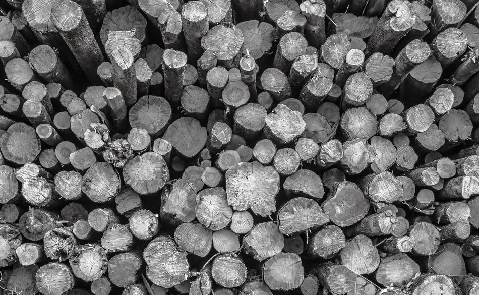 Logging Forestry black and white