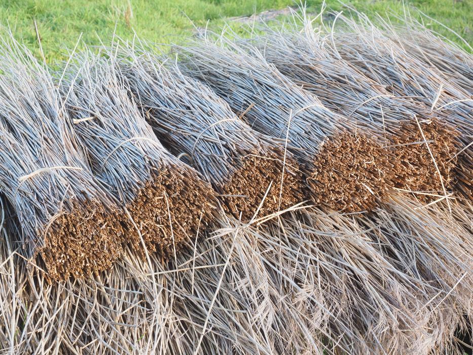 dried Reed Reth