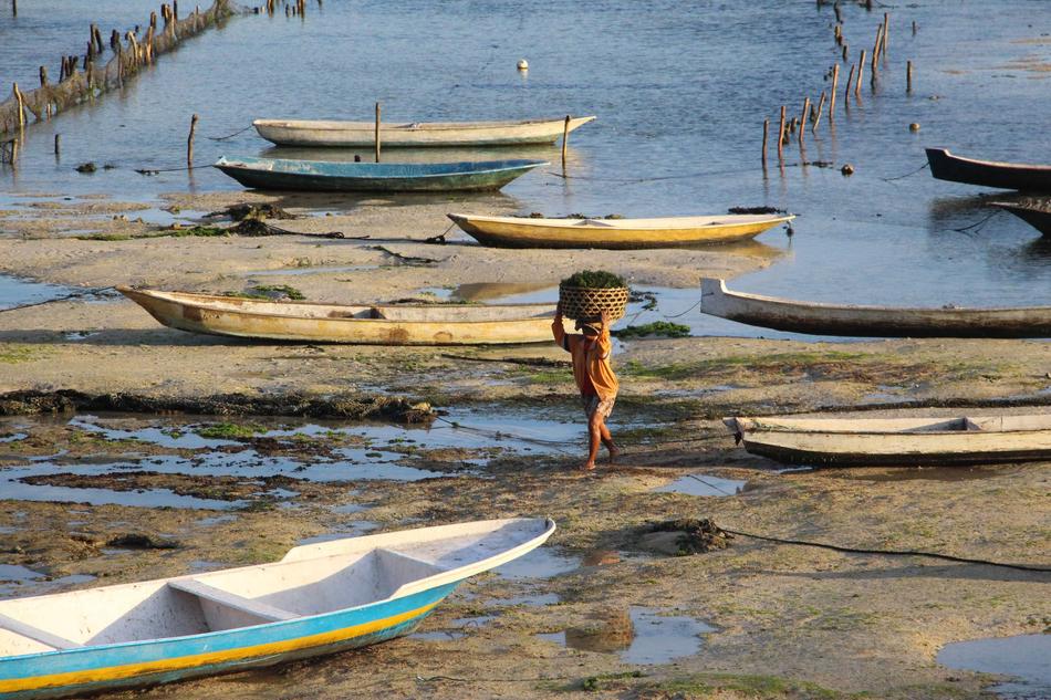Sea Grass Harvest