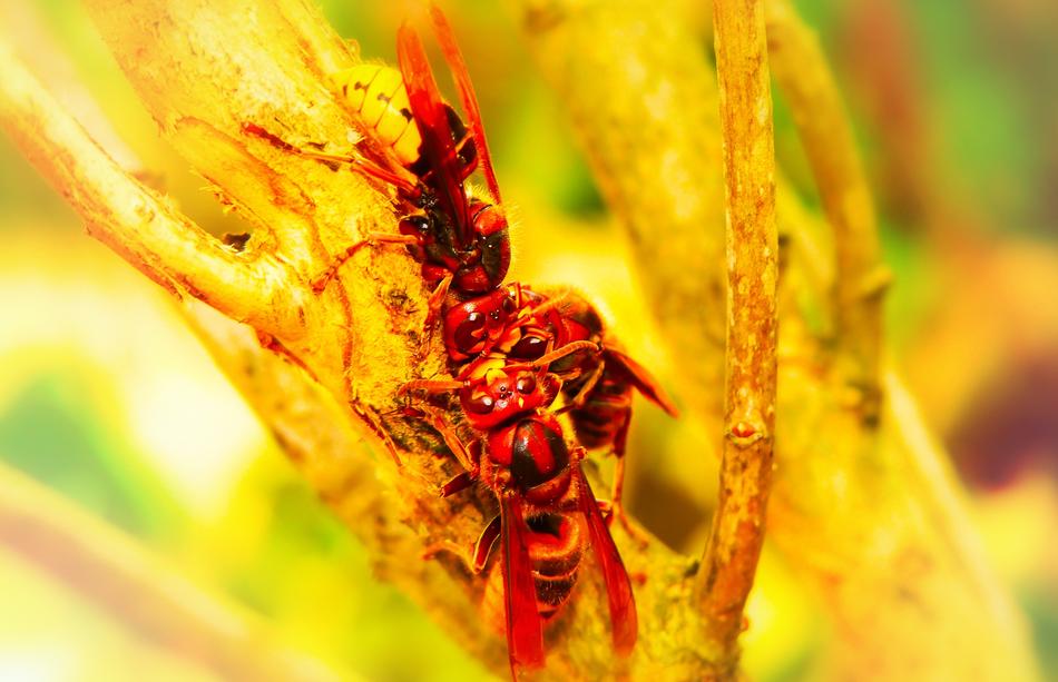 red Hornet Insects on yellow tree