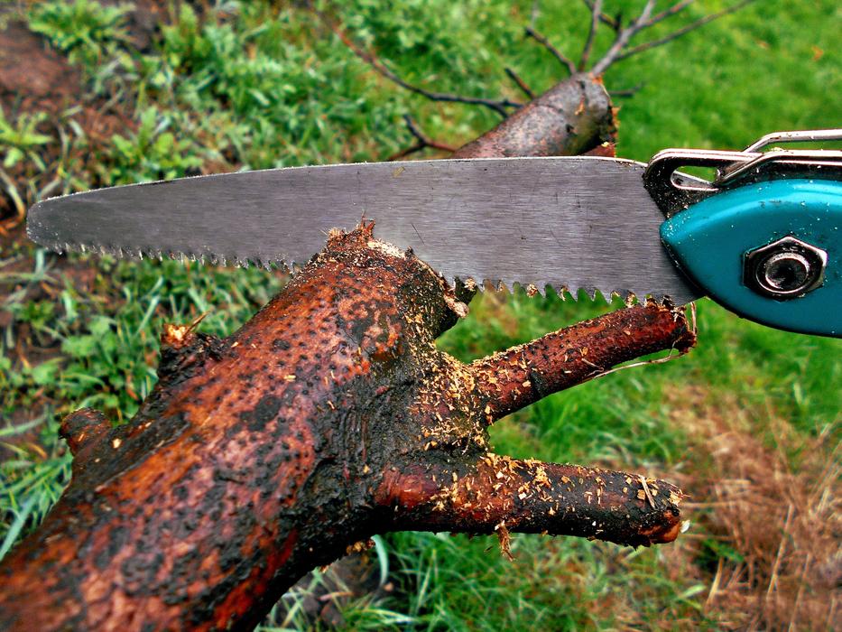 Sawing in Garden