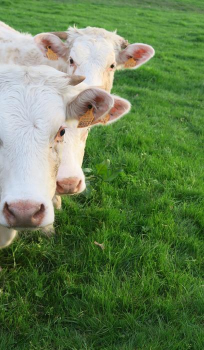 Agro-Industry Livestock