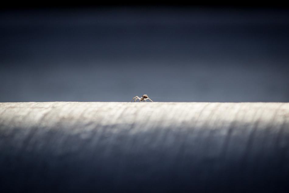 macro view of Spider Worker on thread