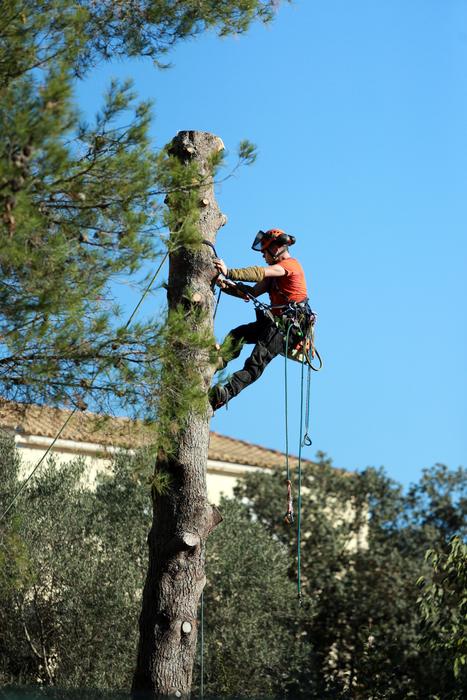Work Tree Trimming