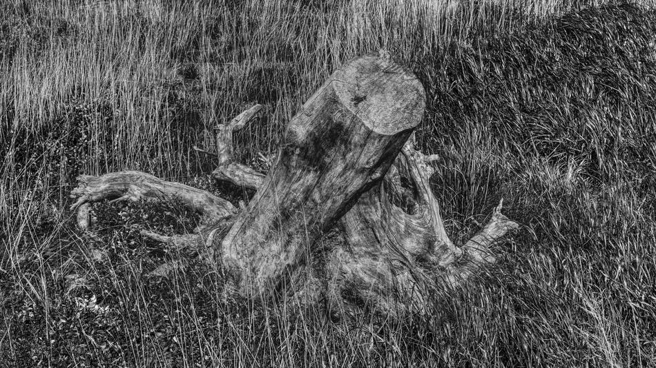 Black and white photo the tree strump among the grass