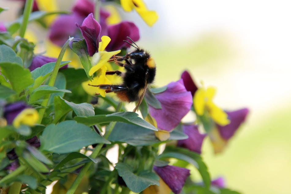 Close-up of the hummel, on the beautiful, blooming, yellow and purple pansy flowers, in light, at blurred background