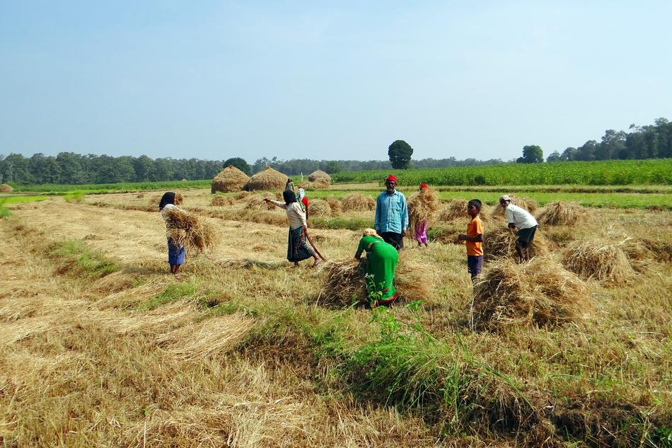 people collect hay in a field in india