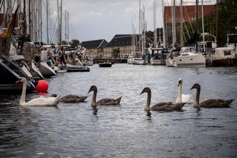 ducks in the city harbor