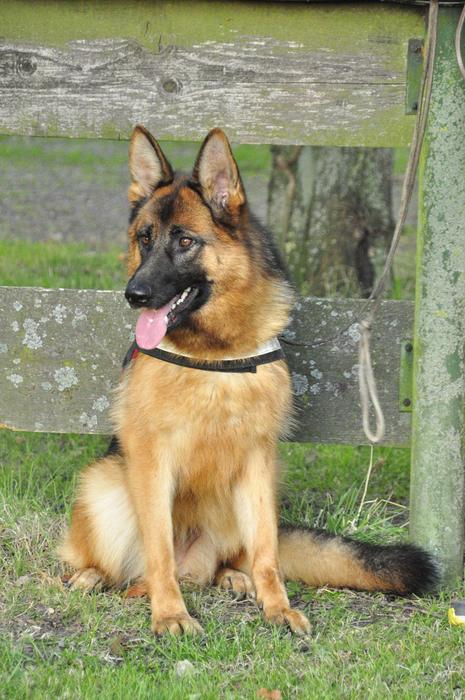 German Shepherd Dog Tied To The Fence