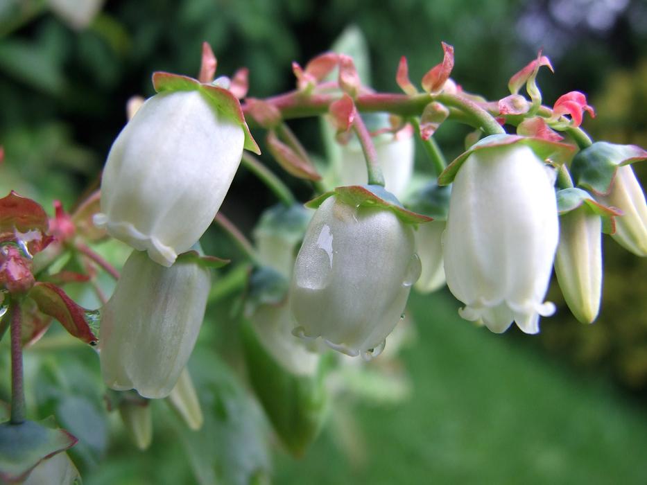 Bilberry Flower close-up on blurred background