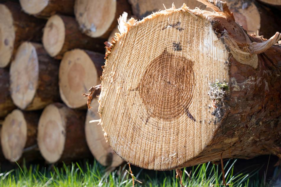 Tree Trunks close-up in a blurred background