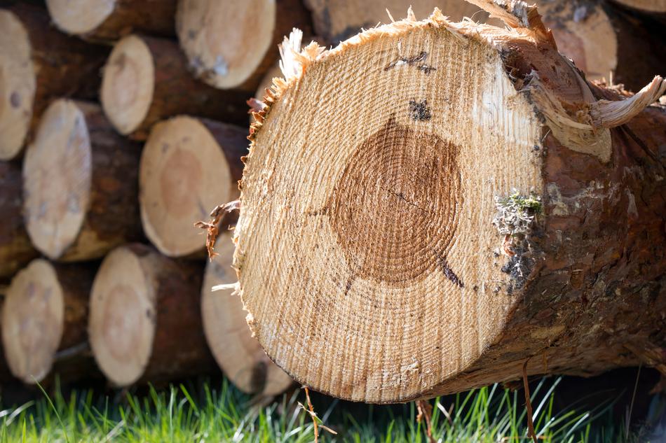 Tree Trunks close-up in a blurred background