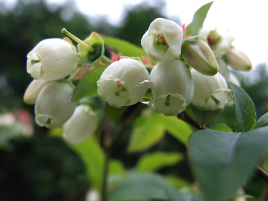Bilberry plant with white Flowers