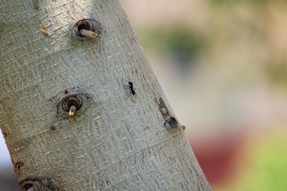 Close-up of the ant, on the tree, at colorful background