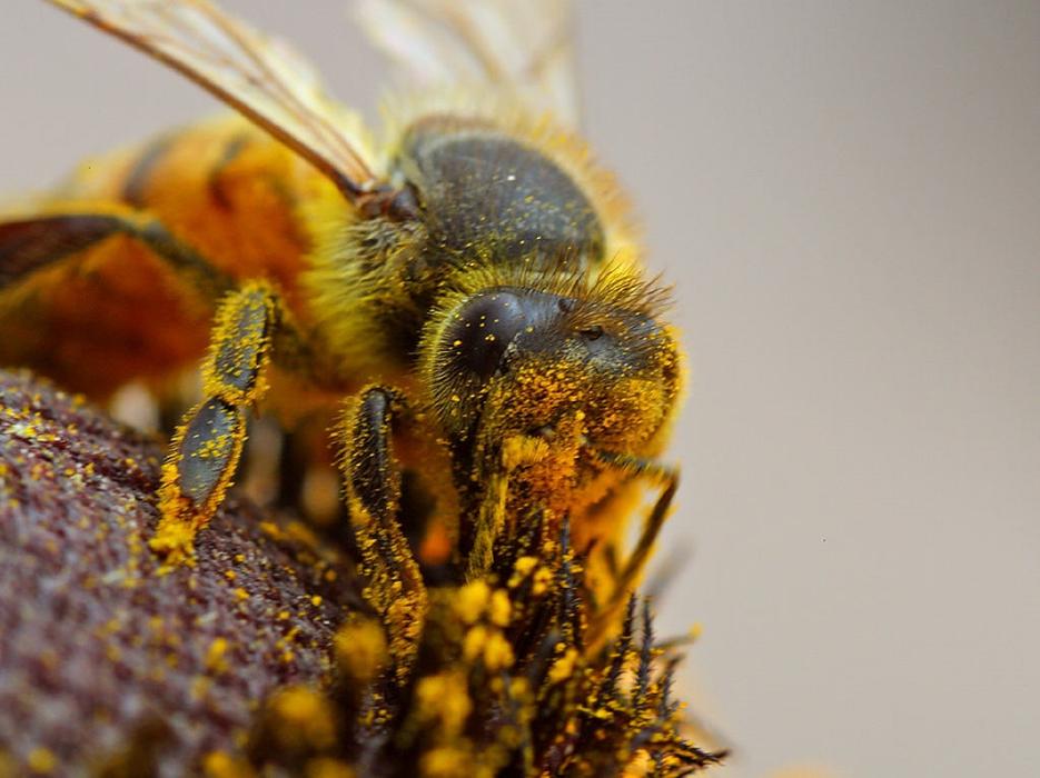 Close Up photo of Bee Pollinating