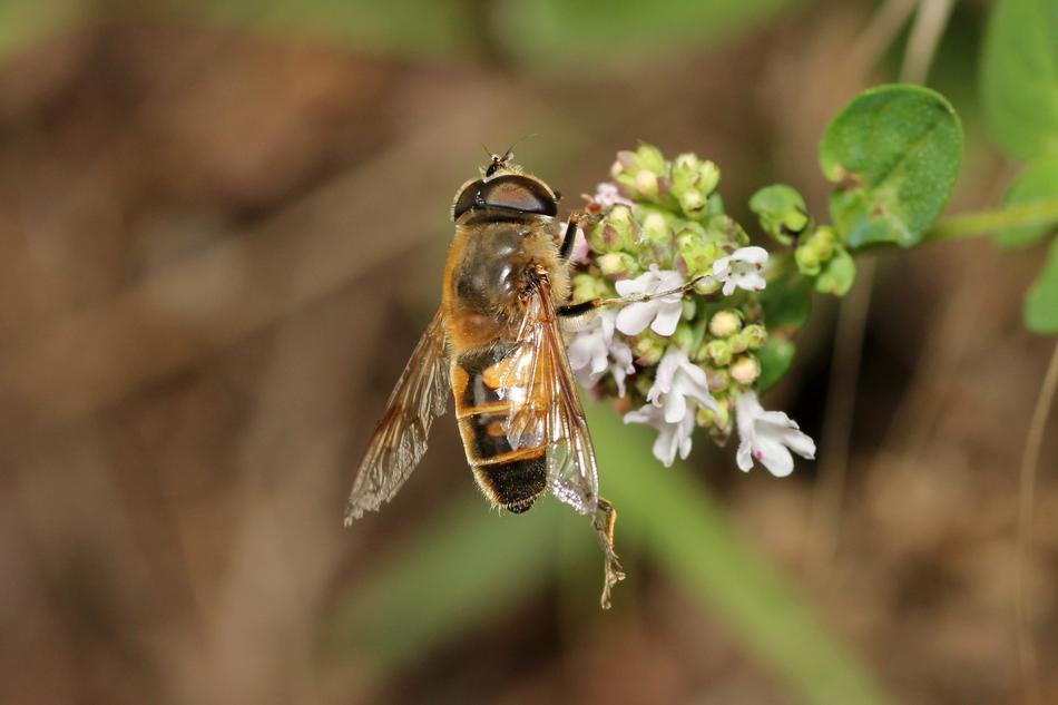 bee on a white flower in nature on a blurred background