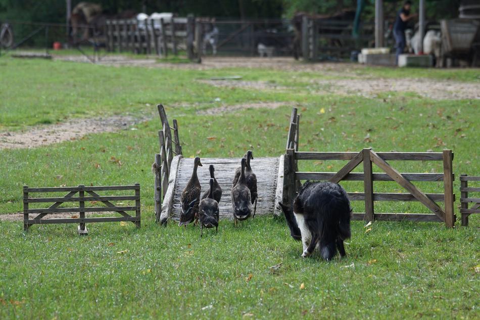 shepherd dog near the geese on the field