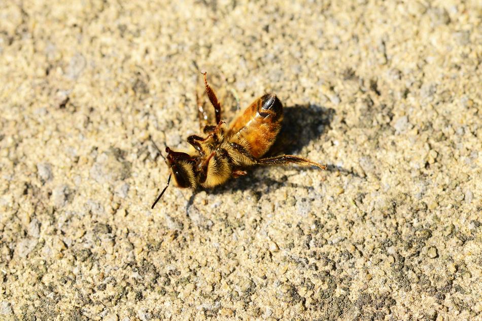 Close-up of the colorful, dying honey bee, on the rock