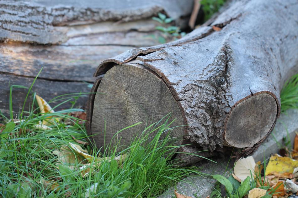log in the forest