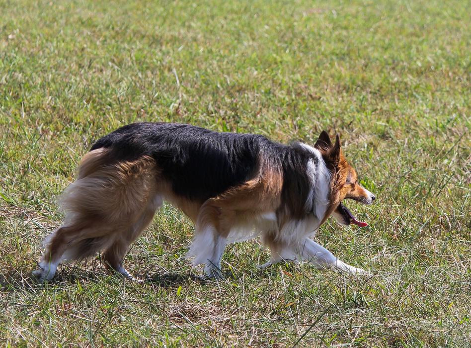 domestic Collie Sheepdog Working