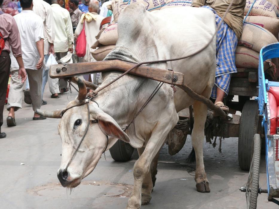 working cow on the streets of new delhi